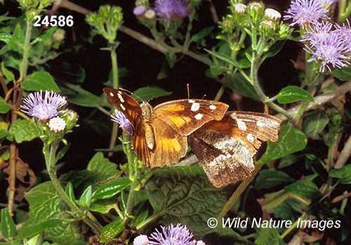 American Snout (Libytheana carinenta)